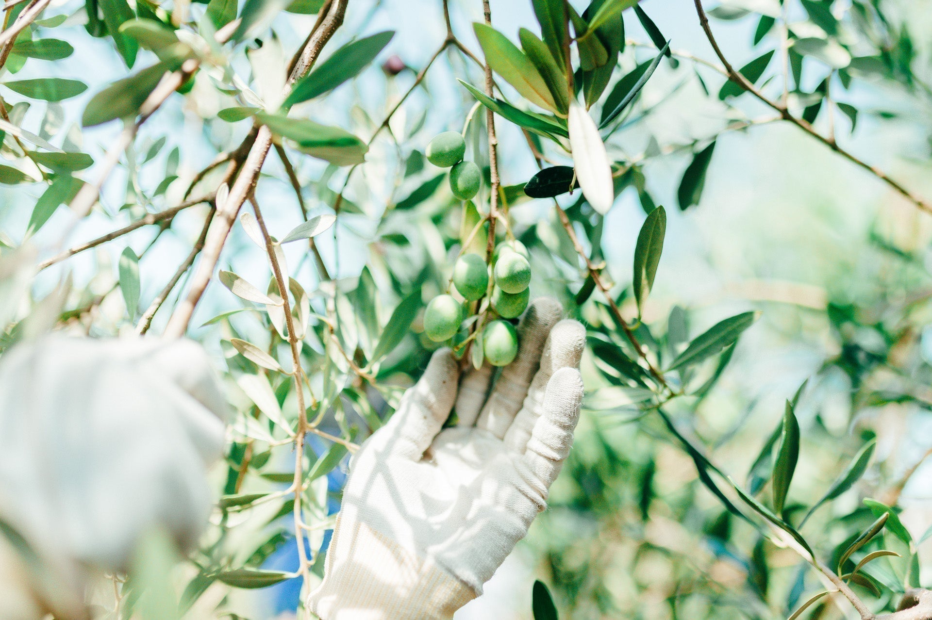 かつての美しい島の再生へ。豊島産オリーブのスキンケア
