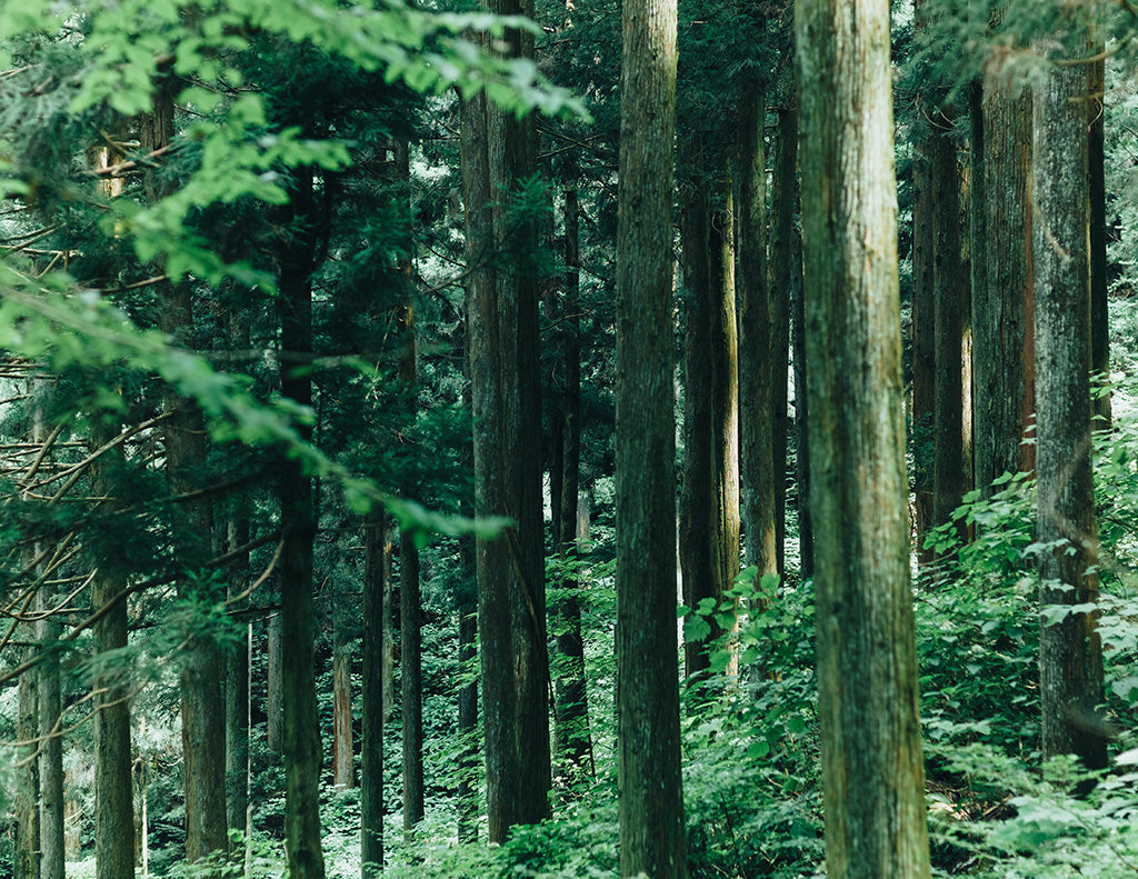 ［リリース］「森とものづくり体験ツアー（東京都檜原村）」参加者募集